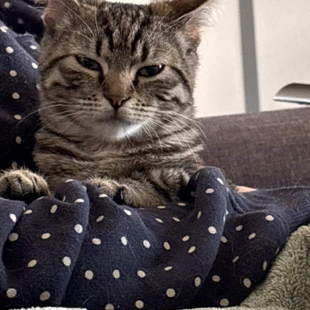 Willow, Adoptable, Young Female Domestic Short Hair.