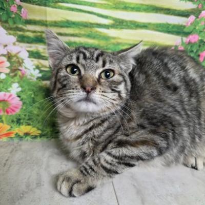 Enlarge Willow, a Adoptable mixed breed in Fort Collins, CO image 2/4