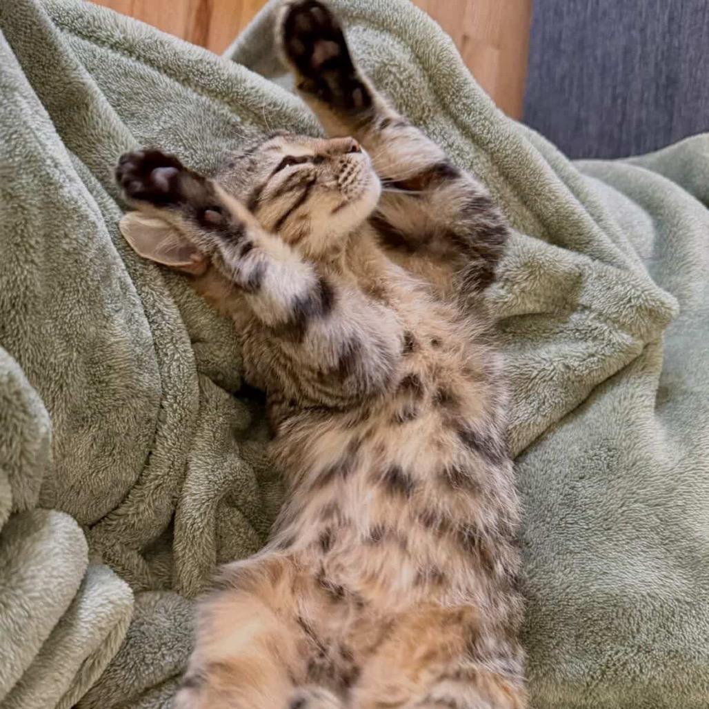 Enlarge Willow, a Adoptable mixed breed in Fort Collins, CO image 3/4