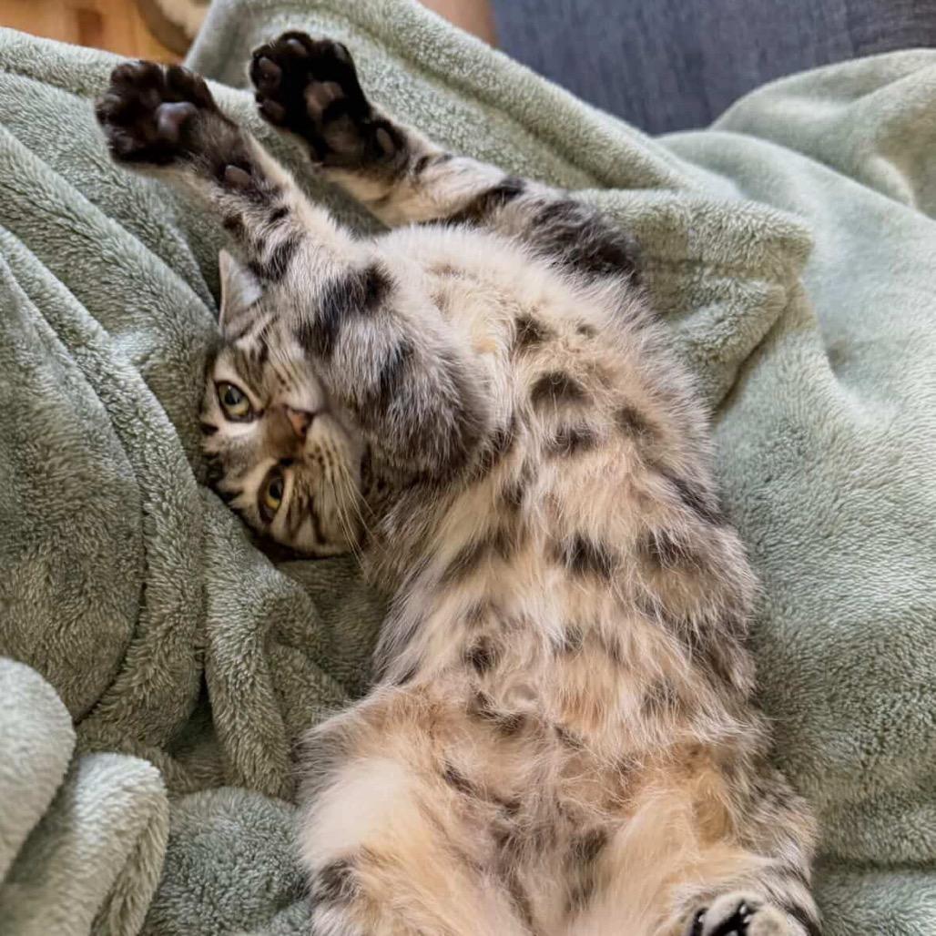 Enlarge Willow, a Adoptable mixed breed in Fort Collins, CO image 4/4