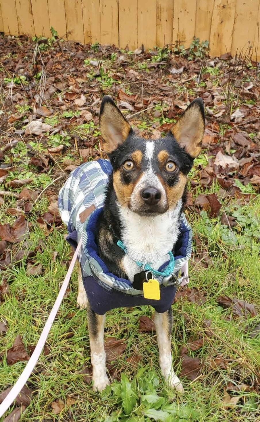 Enlarge Rebecca, a ADOPTABLE mixed breed in Beavercreek, OR image 5/6