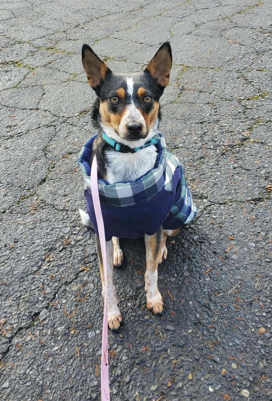 Enlarge Rebecca, a ADOPTABLE mixed breed in Beavercreek, OR image 3/6