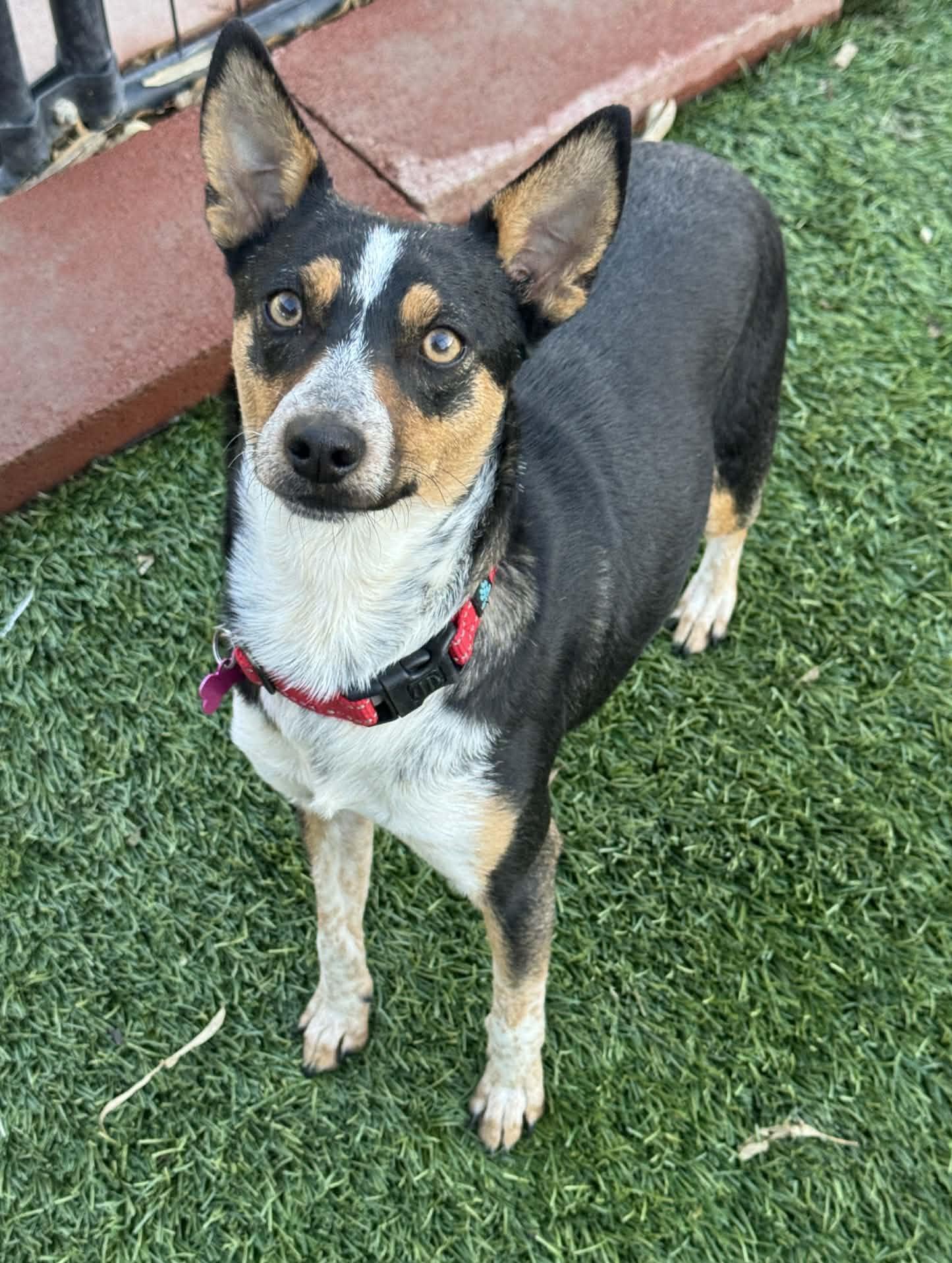 Enlarge Rebecca, a ADOPTABLE mixed breed in Beavercreek, OR image 2/6