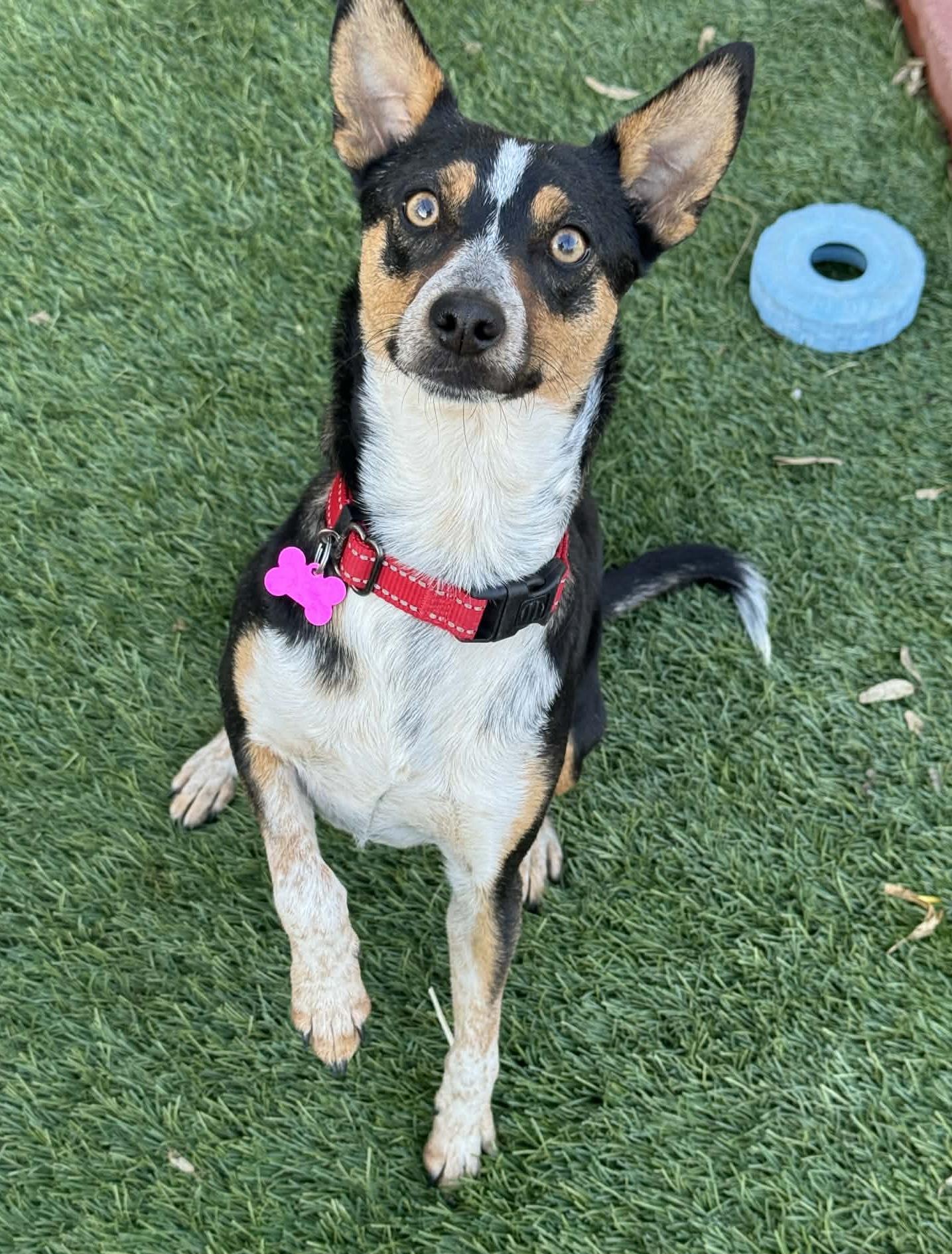 Rebecca, ADOPTABLE, Adult Female Chihuahua & Australian Cattle Dog / Blue Heeler.