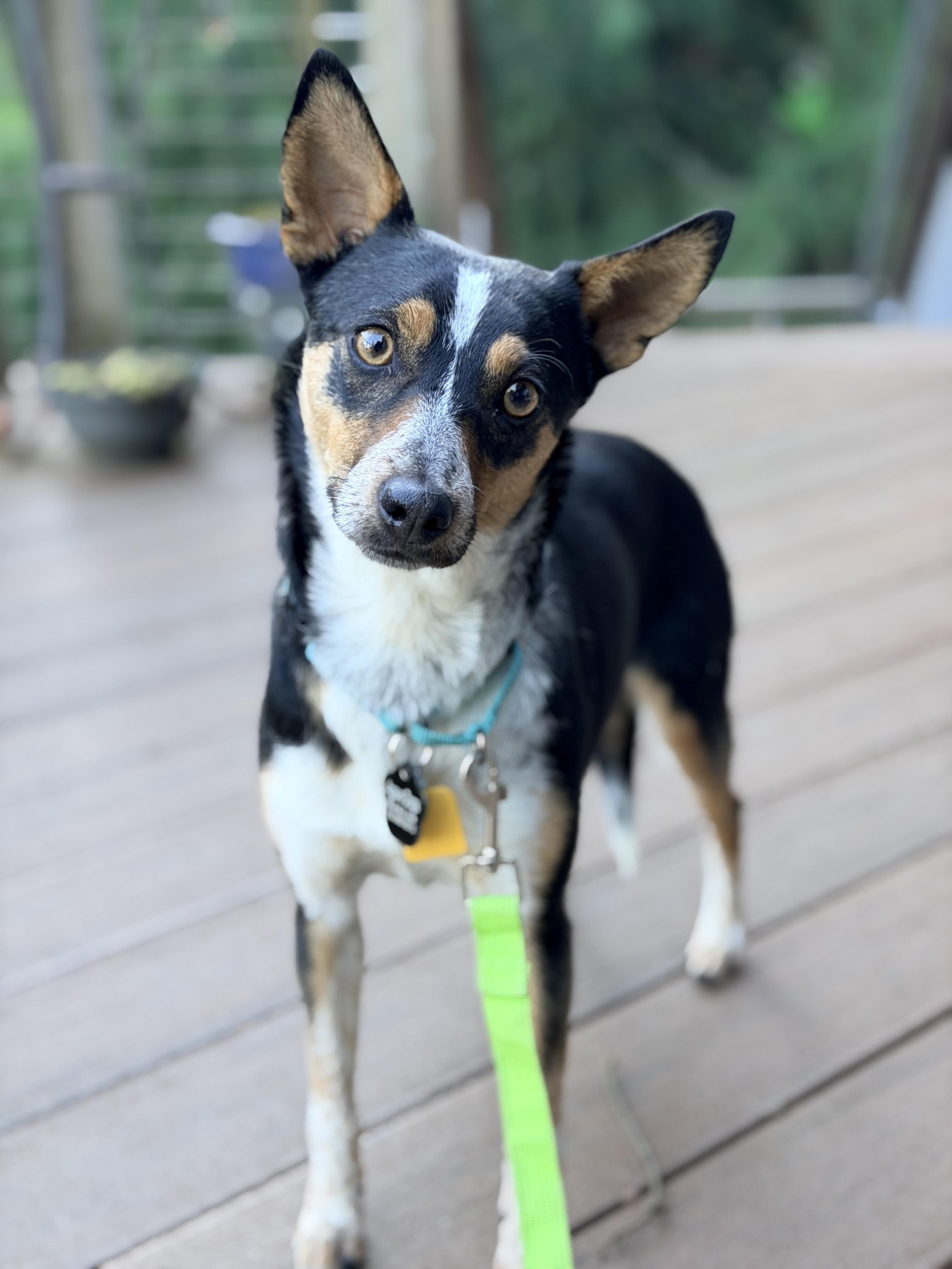 Rebecca, ADOPTABLE, Adult Female Chihuahua & Australian Cattle Dog / Blue Heeler.