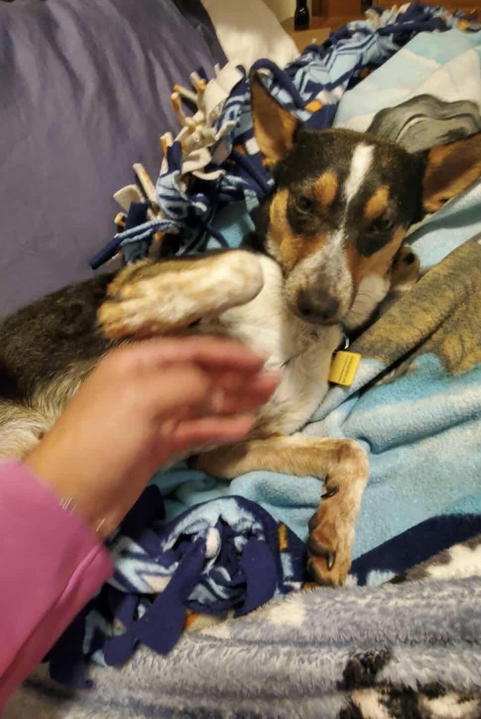 Enlarge Rebecca, a ADOPTABLE mixed breed in Beavercreek, OR image 4/6