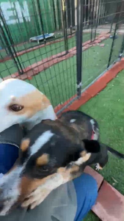 Enlarge Rebecca, a ADOPTABLE mixed breed in Beavercreek, OR video 6/6