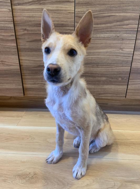 Enlarge Frankie, a Adoptable Mixed Breed in Exshaw, AB image 1/1