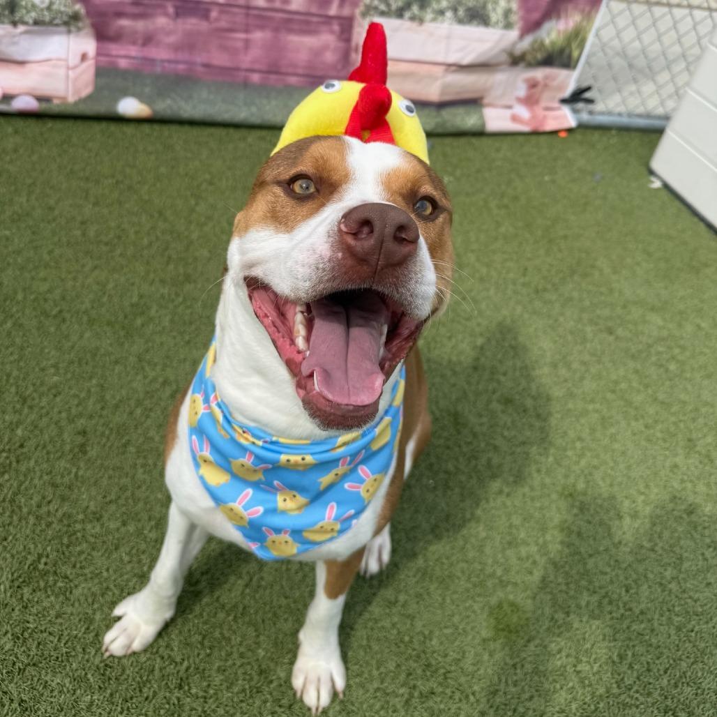 Cricket, Adoptable, Young Male Hound.