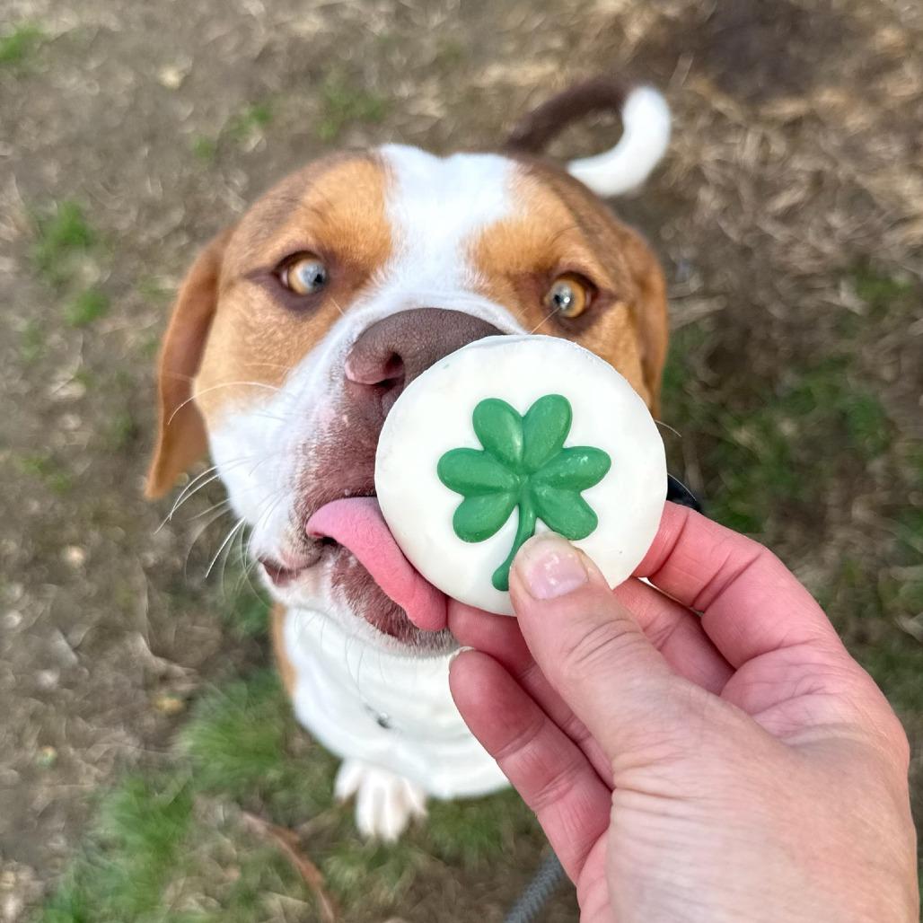 Enlarge Cricket, a Adoptable mixed breed in Concord, NC image 2/6