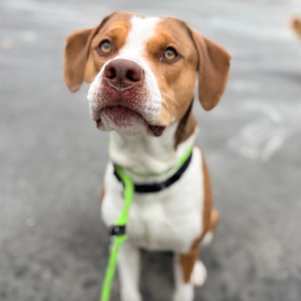 Enlarge Cricket, a Adoptable mixed breed in Concord, NC image 1/2