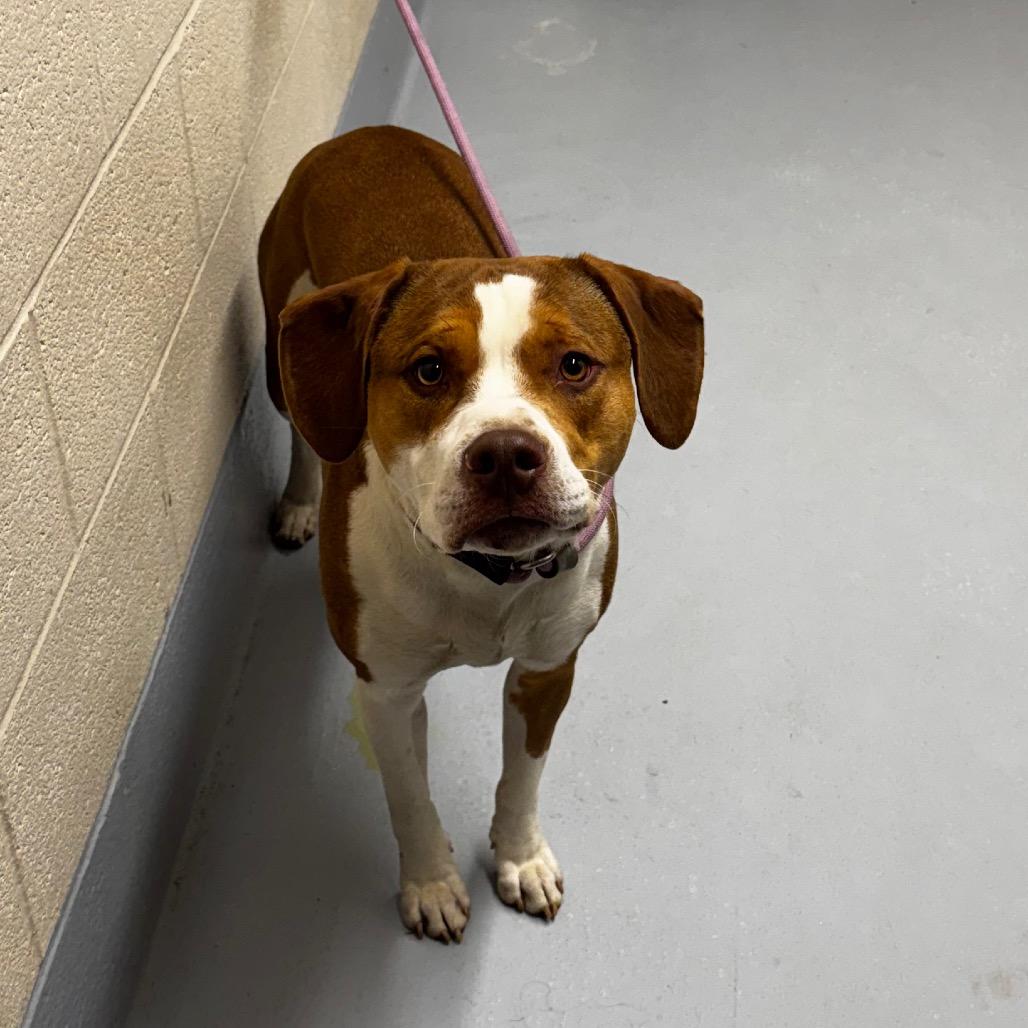 Enlarge Cricket, a Adoptable mixed breed in Concord, NC image 2/2
