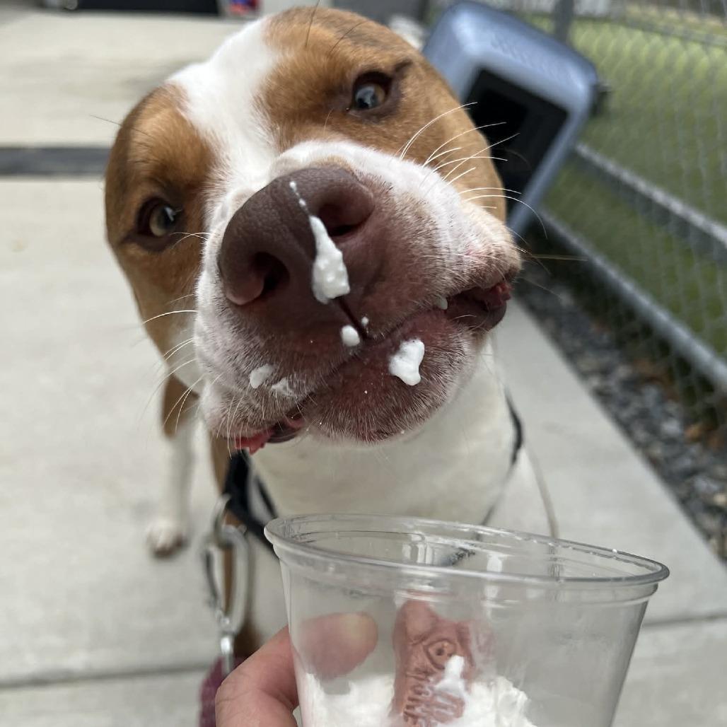Enlarge Cricket, a Adoptable mixed breed in Concord, NC image 5/6