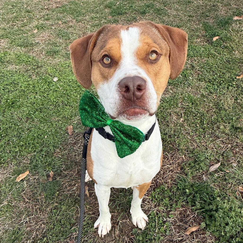 Enlarge Cricket, a Adoptable mixed breed in Concord, NC image 6/6