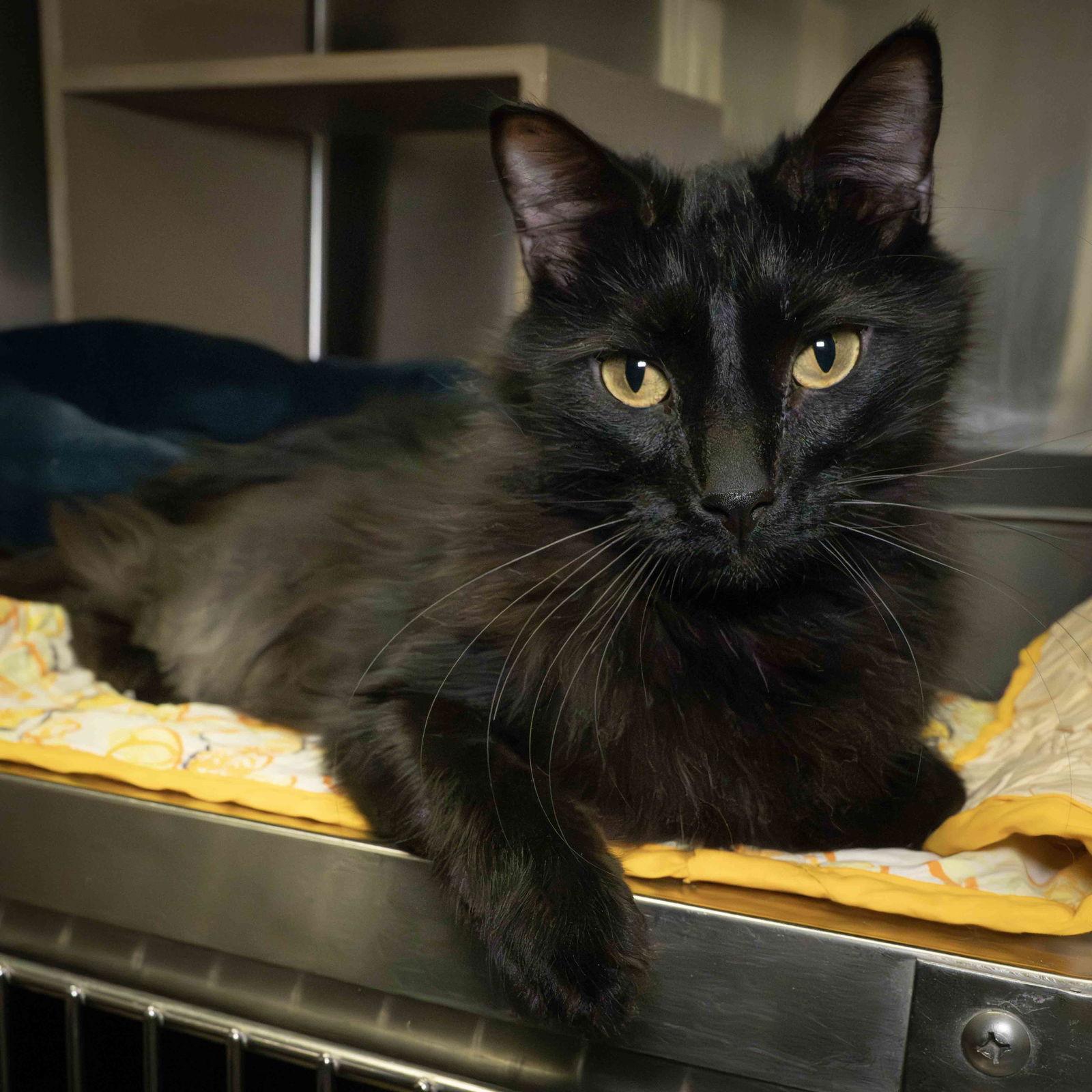 Enlarge Rowdy, a Adoptable Domestic Medium Hair in Wilmington, NC image 2/2