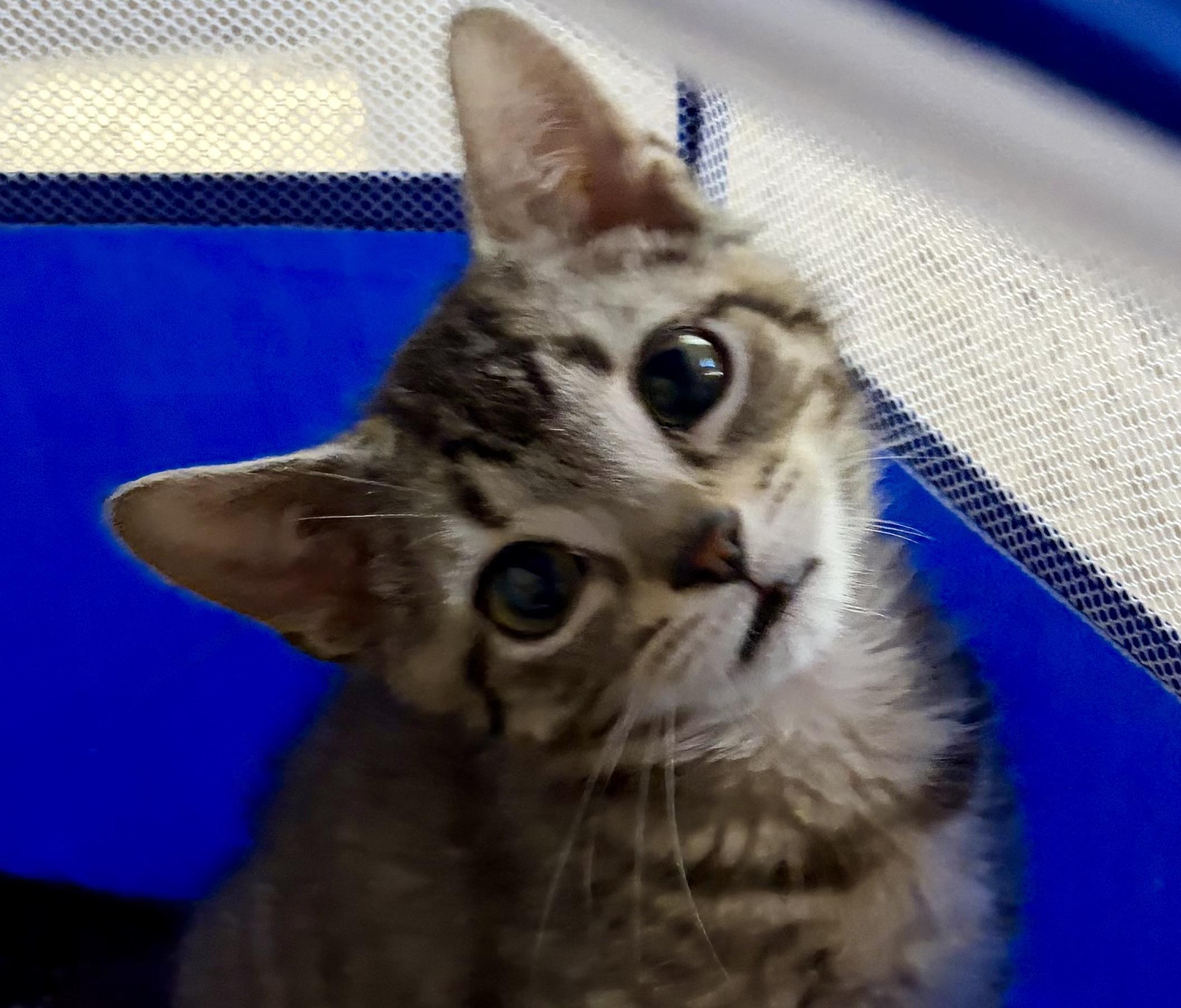 Corky, an adoptable Domestic Short Hair in Houghton Lake, MI image 4/4