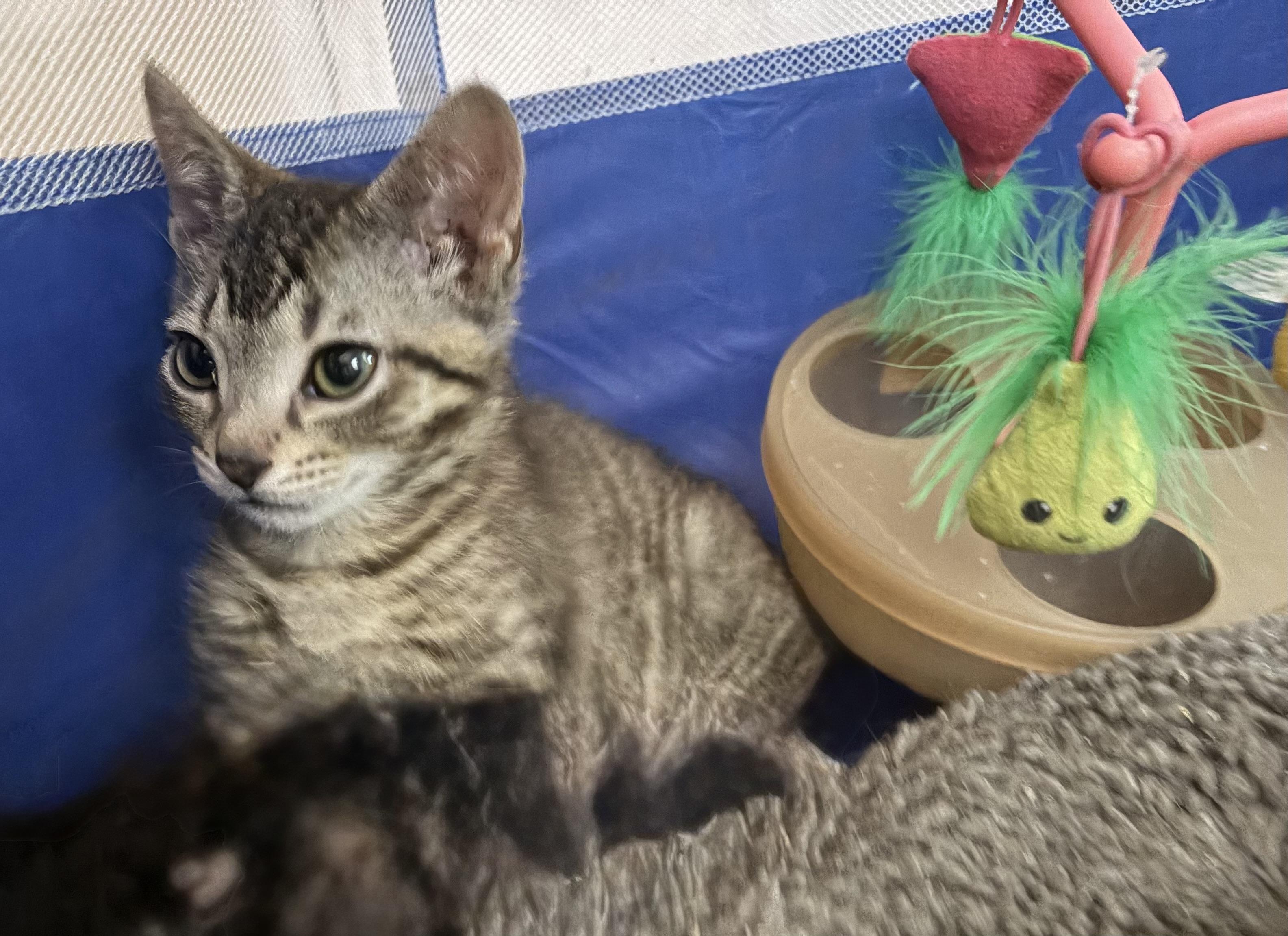 Corky, an adoptable Domestic Short Hair in Houghton Lake, MI image 2/4