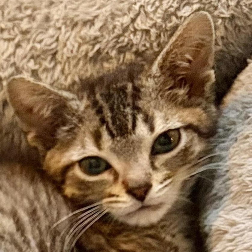 Corky, an adoptable Domestic Short Hair in Houghton Lake, MI image 1/4