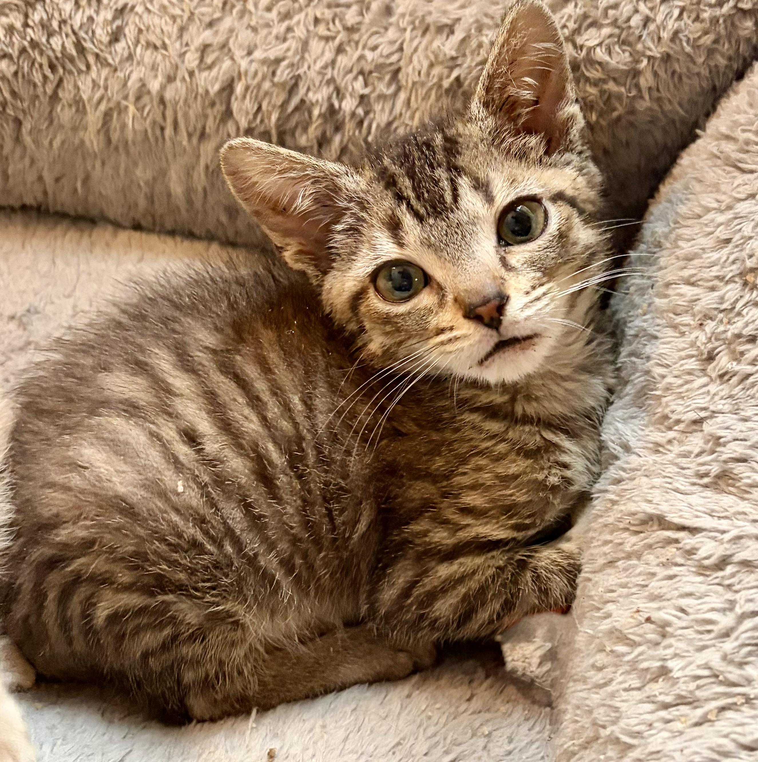 Corky, an adoptable Domestic Short Hair in Houghton Lake, MI image 3/4