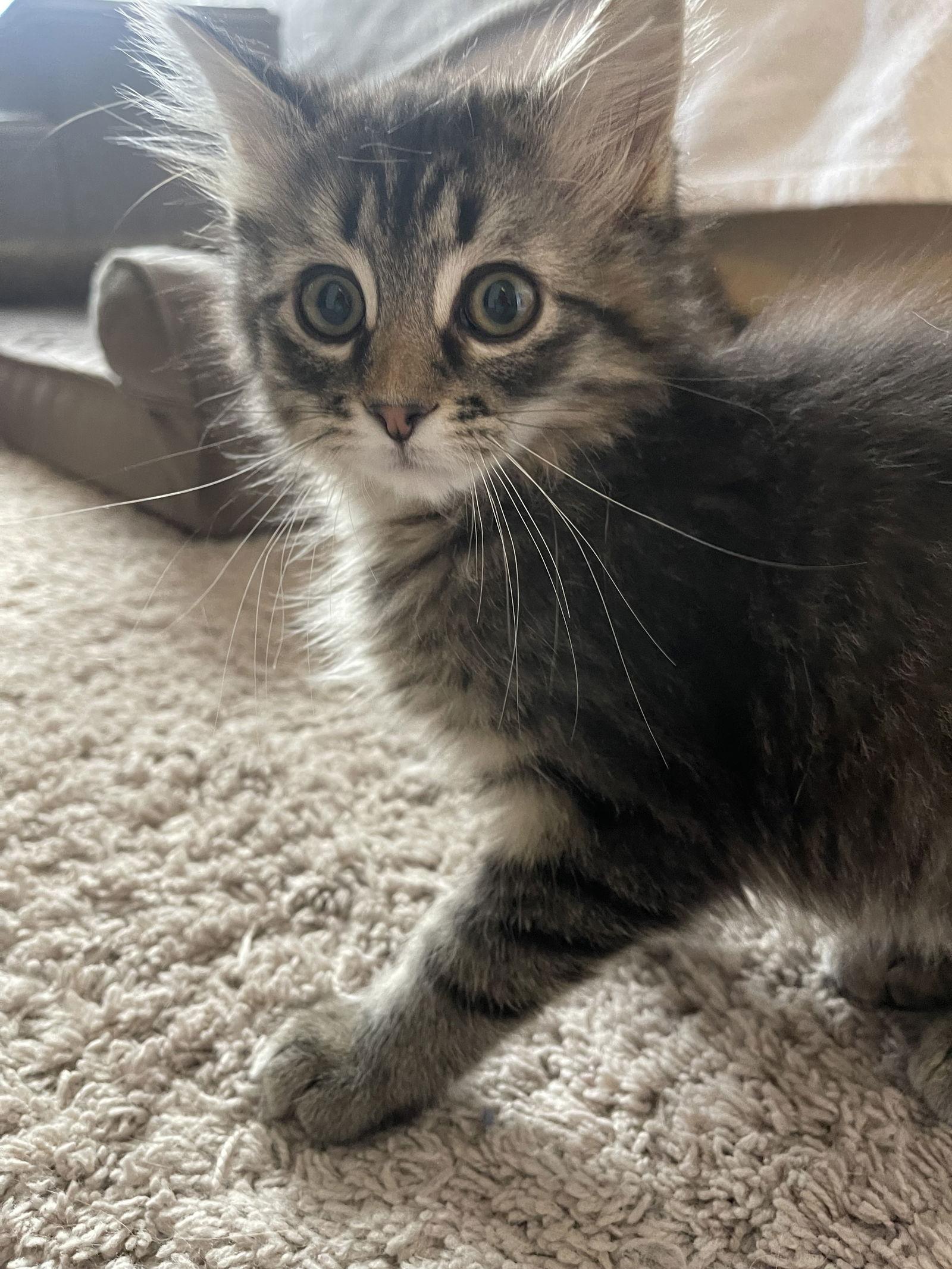 Poppy, Adoptable, Kitten Female Domestic Medium Hair.