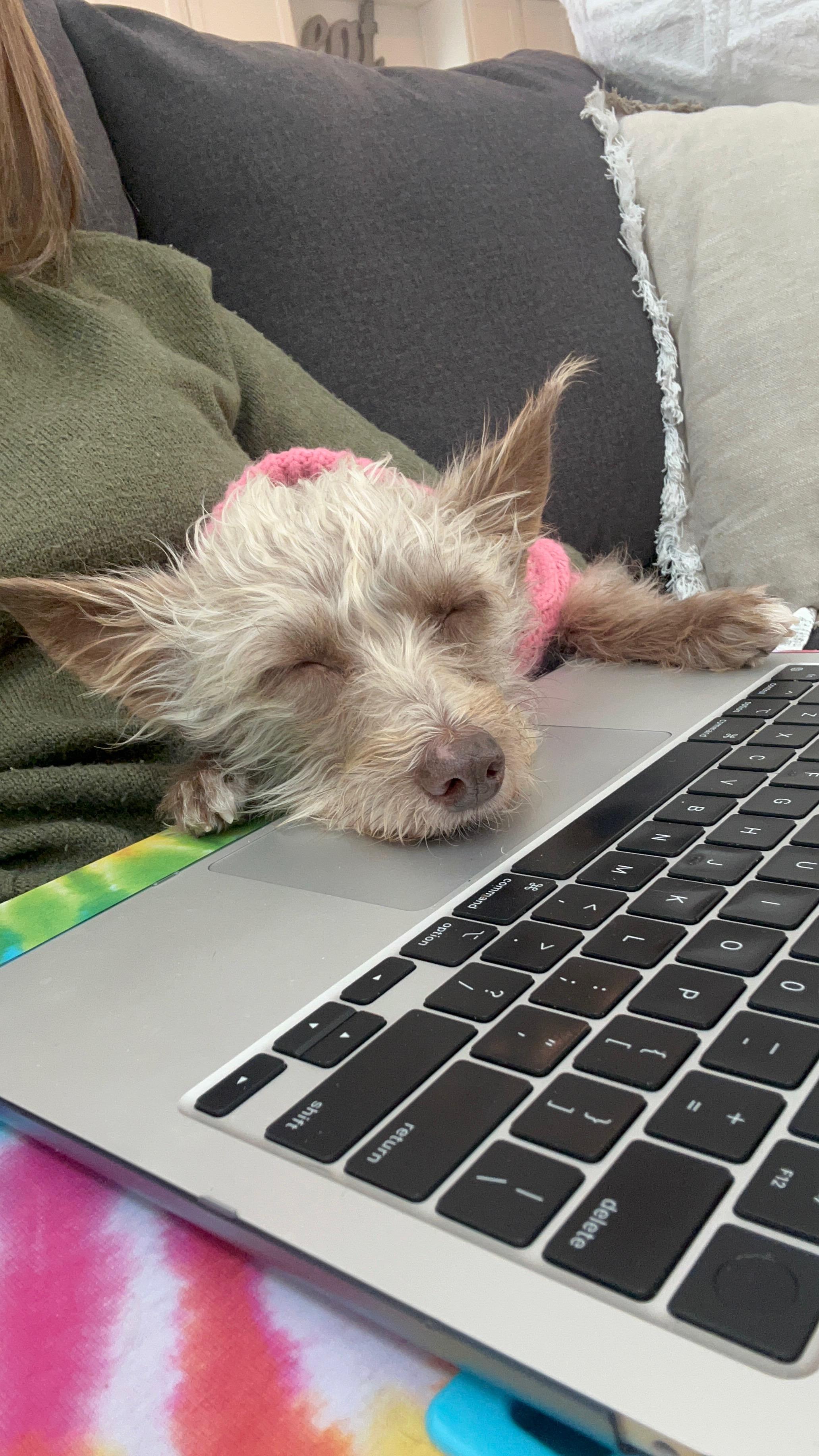 Barb, Adoptable, Adult Female Terrier.