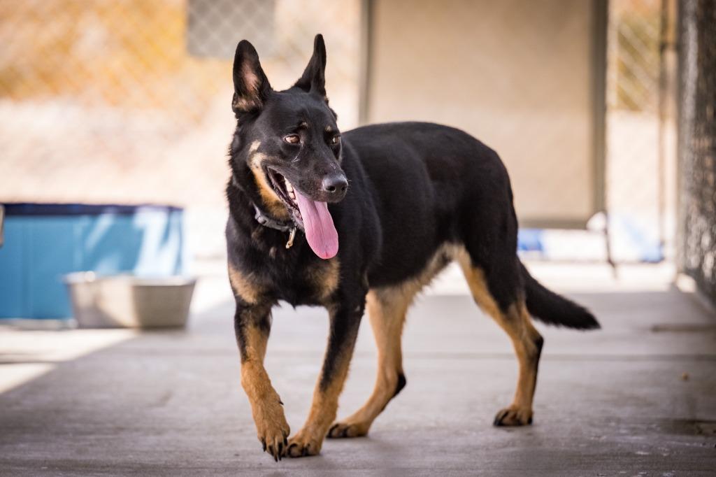 Sage, Adoptable, Adult Female Shepherd.