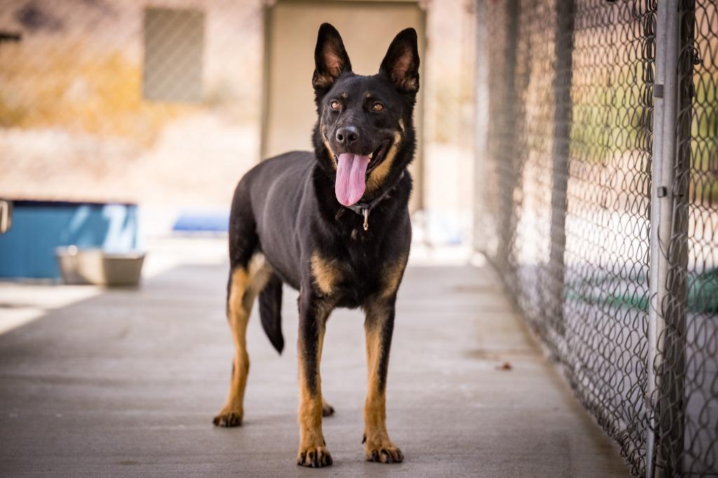 Sage, a Adoptable mixed breed in Twentynine Palms, CA image 2/5