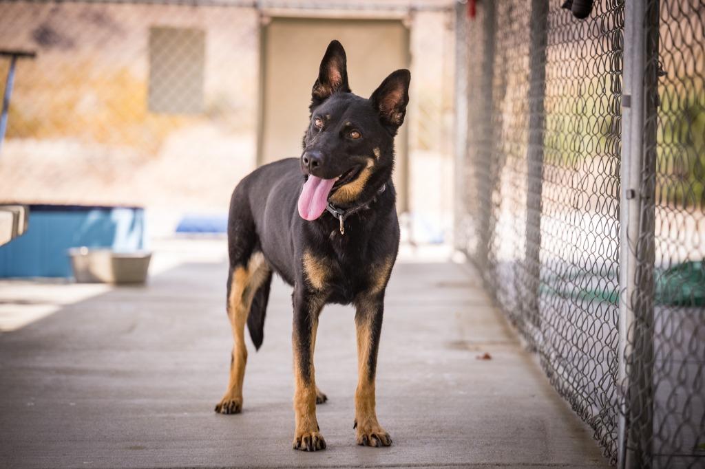 Sage, a Adoptable mixed breed in Twentynine Palms, CA image 3/5