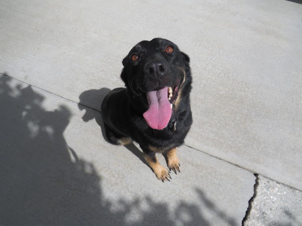 Sage, a Adoptable mixed breed in Twentynine Palms, CA image 4/5