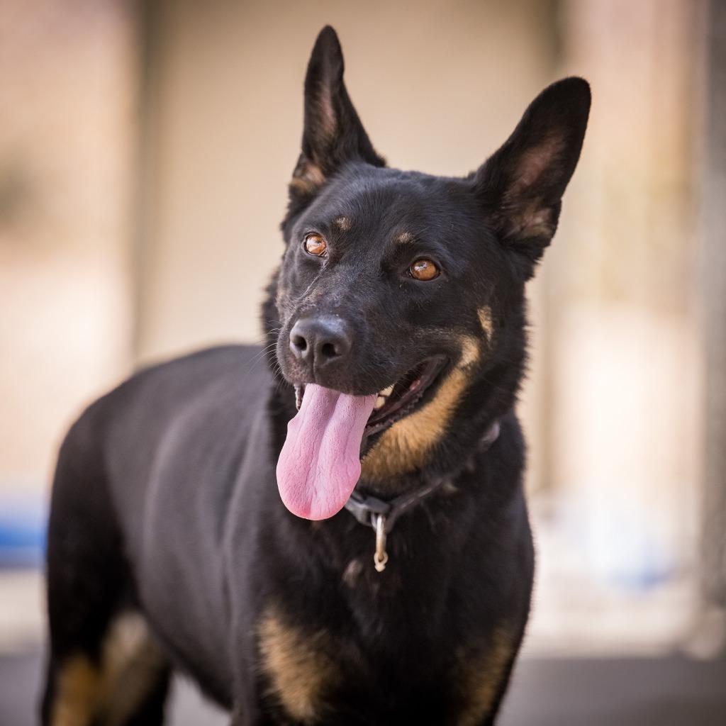 Sage, a Adoptable mixed breed in Twentynine Palms, CA image 5/5