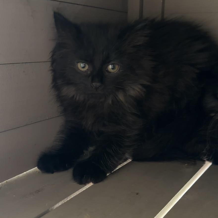 Enlarge Litwick, a Adoptable Domestic Medium Hair in Massillon, OH image 1/1
