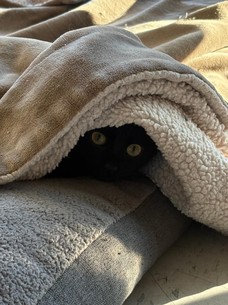 Sunday ICC-228-25, a Adoptable mixed breed in Coupeville, WA image 1/6