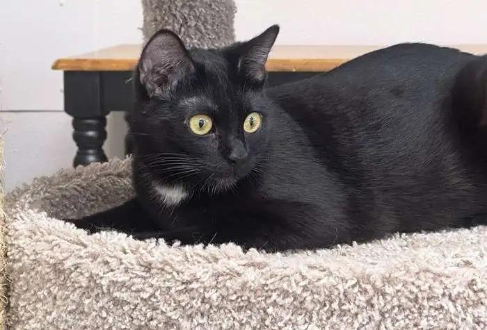 Sunday ICC-228-25, a Adoptable mixed breed in Coupeville, WA image 2/6