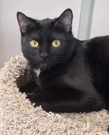 Sunday ICC-228-25, a Adoptable mixed breed in Coupeville, WA image 3/6