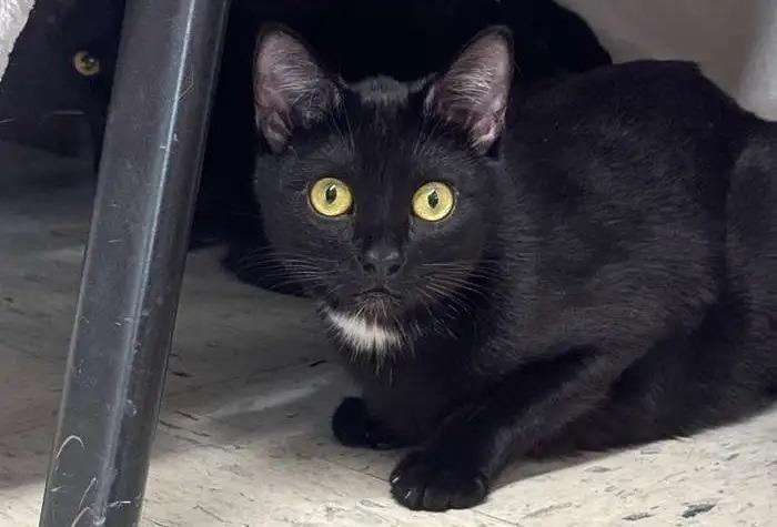 Sunday ICC-228-25, a Adoptable mixed breed in Coupeville, WA image 4/6