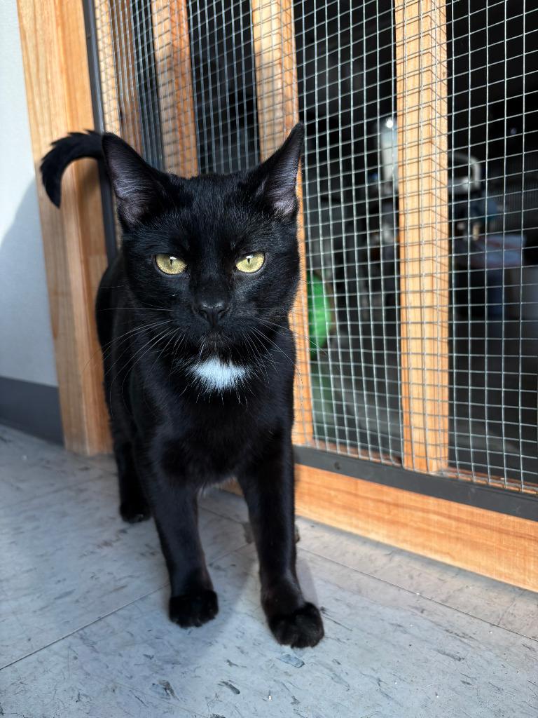 Sunday ICC-228-25, a Adoptable mixed breed in Coupeville, WA image 5/6