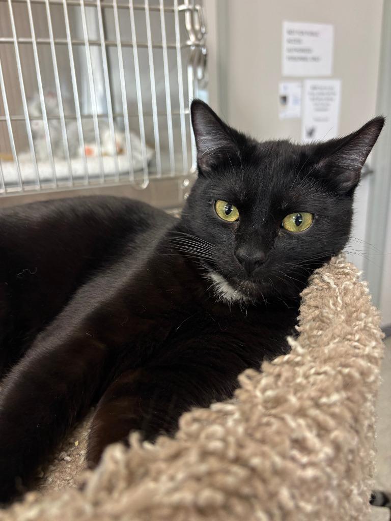 Sunday ICC-228-25, a Adoptable mixed breed in Coupeville, WA image 6/6