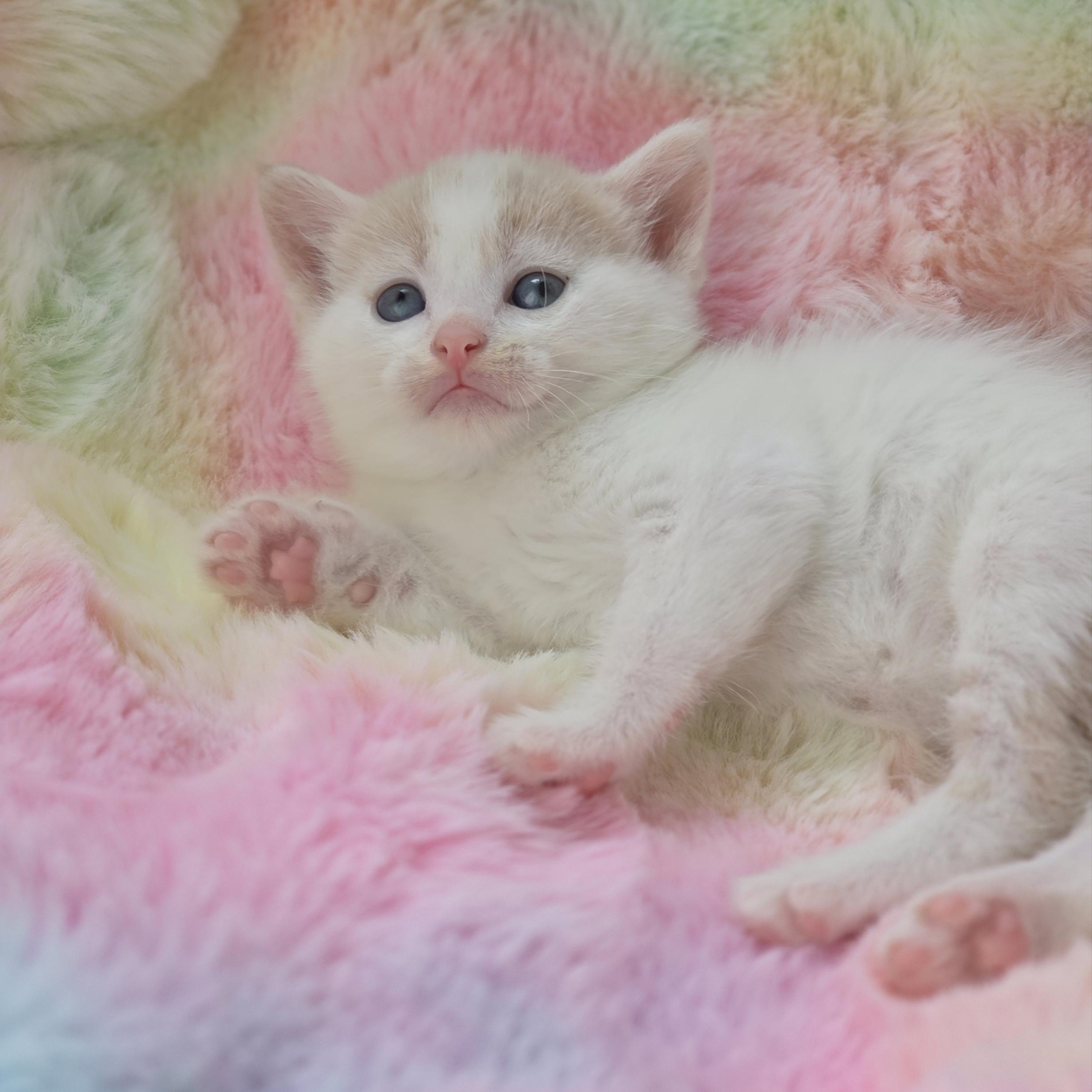 Enlarge Ditto, a Adoptable mixed breed in Atlanta, GA image 6/6