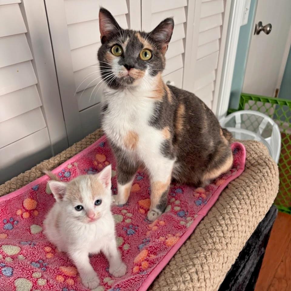 Enlarge Ditto, a Adoptable mixed breed in Atlanta, GA image 2/6