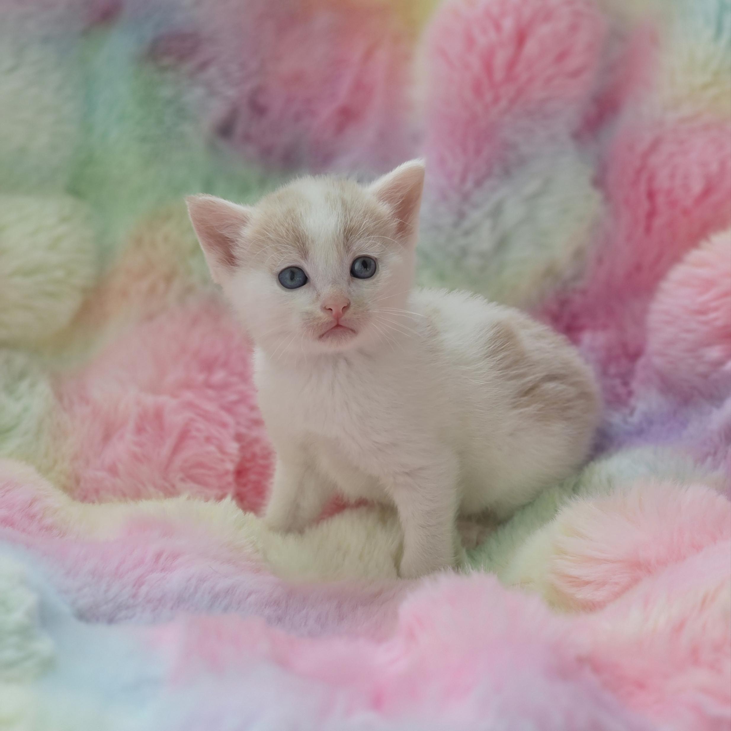 Enlarge Ditto, a Adoptable mixed breed in Atlanta, GA image 5/6