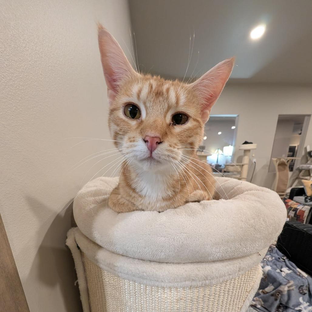 Michael, a Adoptable Domestic Short Hair in Sioux Falls, SD image 1/2