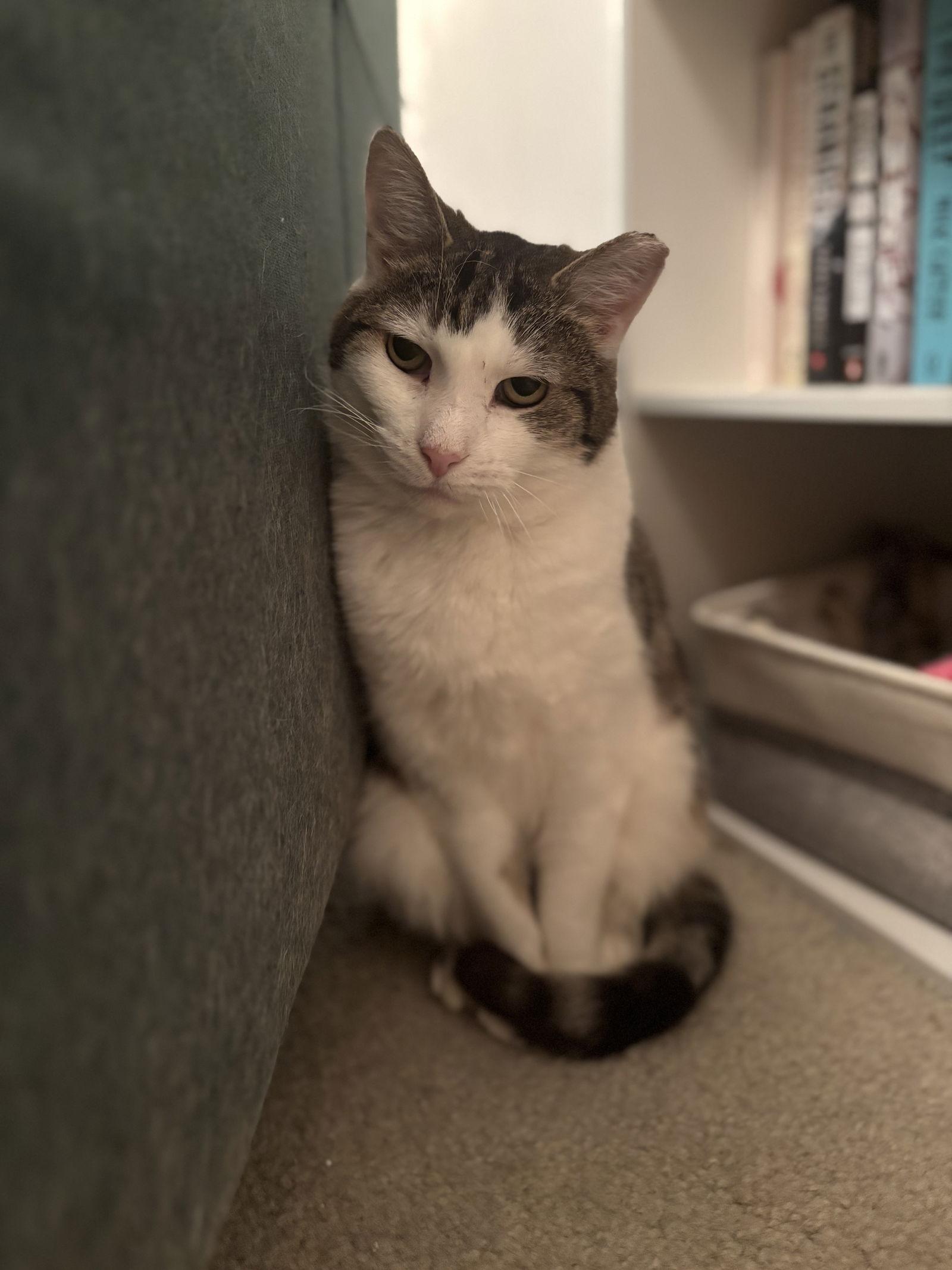 Enlarge ELMO, a Adoptable Domestic Short Hair in Northfield, OH image 2/3