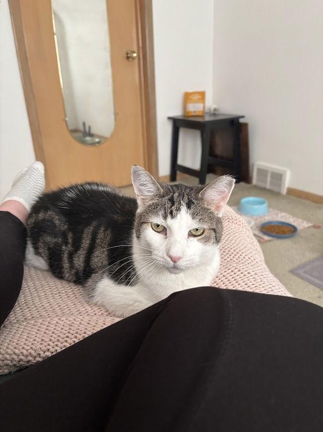 Enlarge ELMO, a Adoptable Domestic Short Hair in Northfield, OH image 3/3