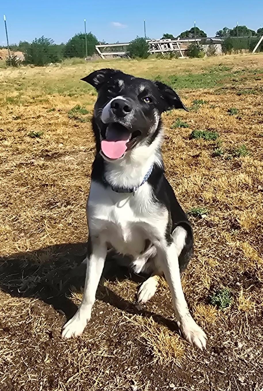 Fort, adopted, Adult Male McNab.