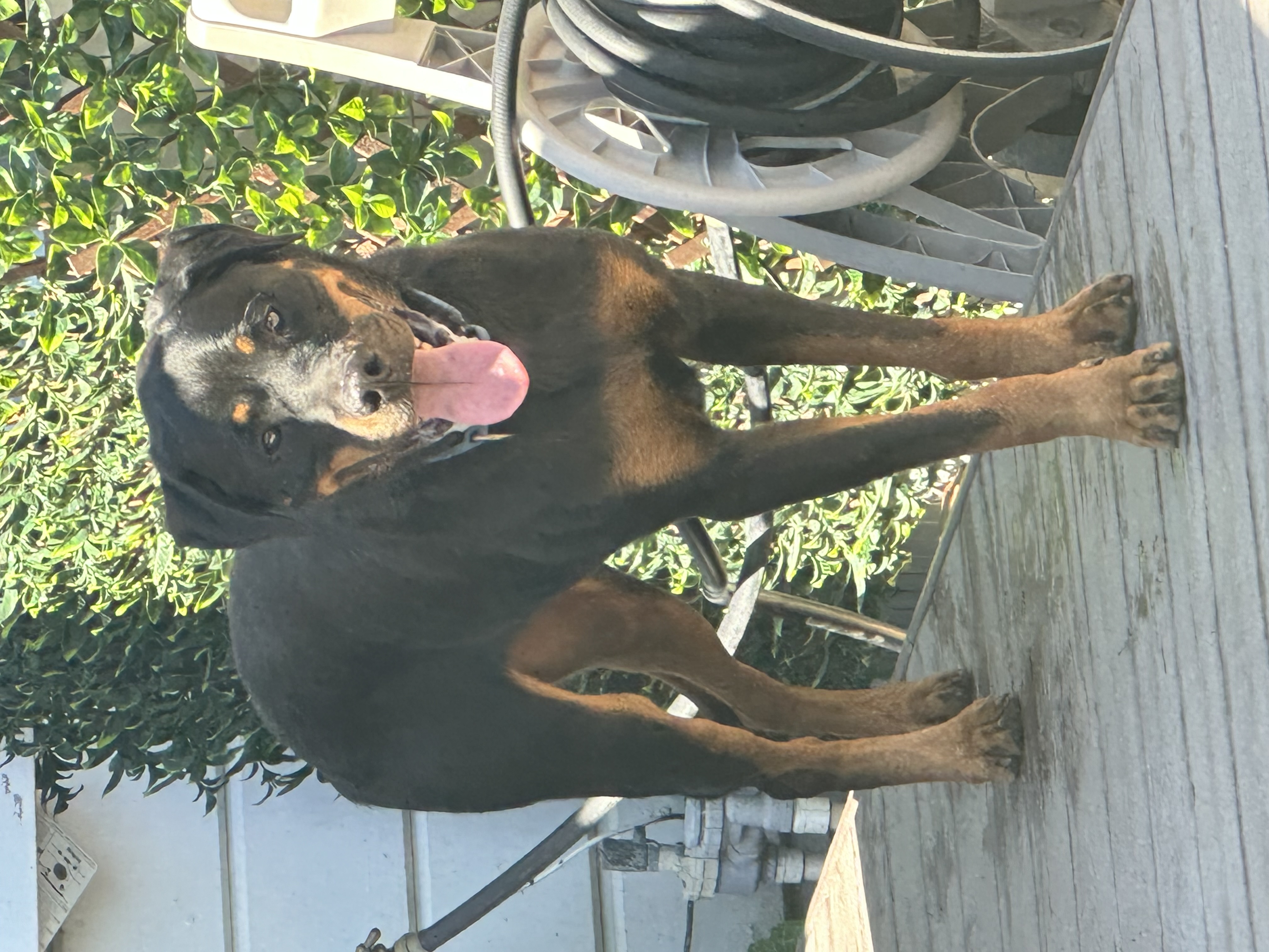 BUGZ, a Adoptable Rottweiler in San Jose, CA image 1/6