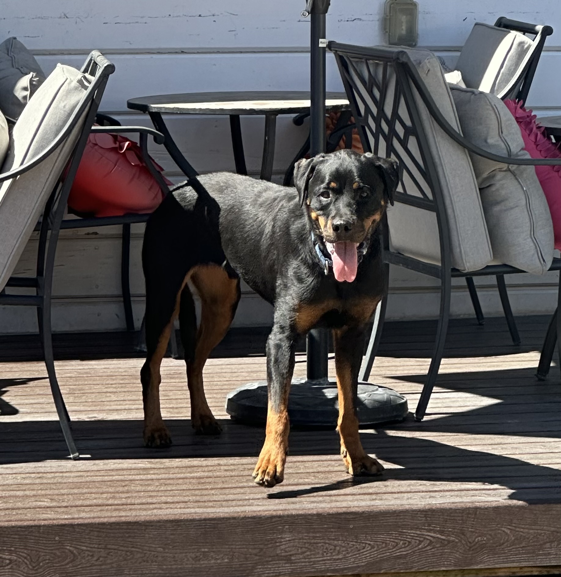 BUGZ, a Adoptable Rottweiler in San Jose, CA image 2/6