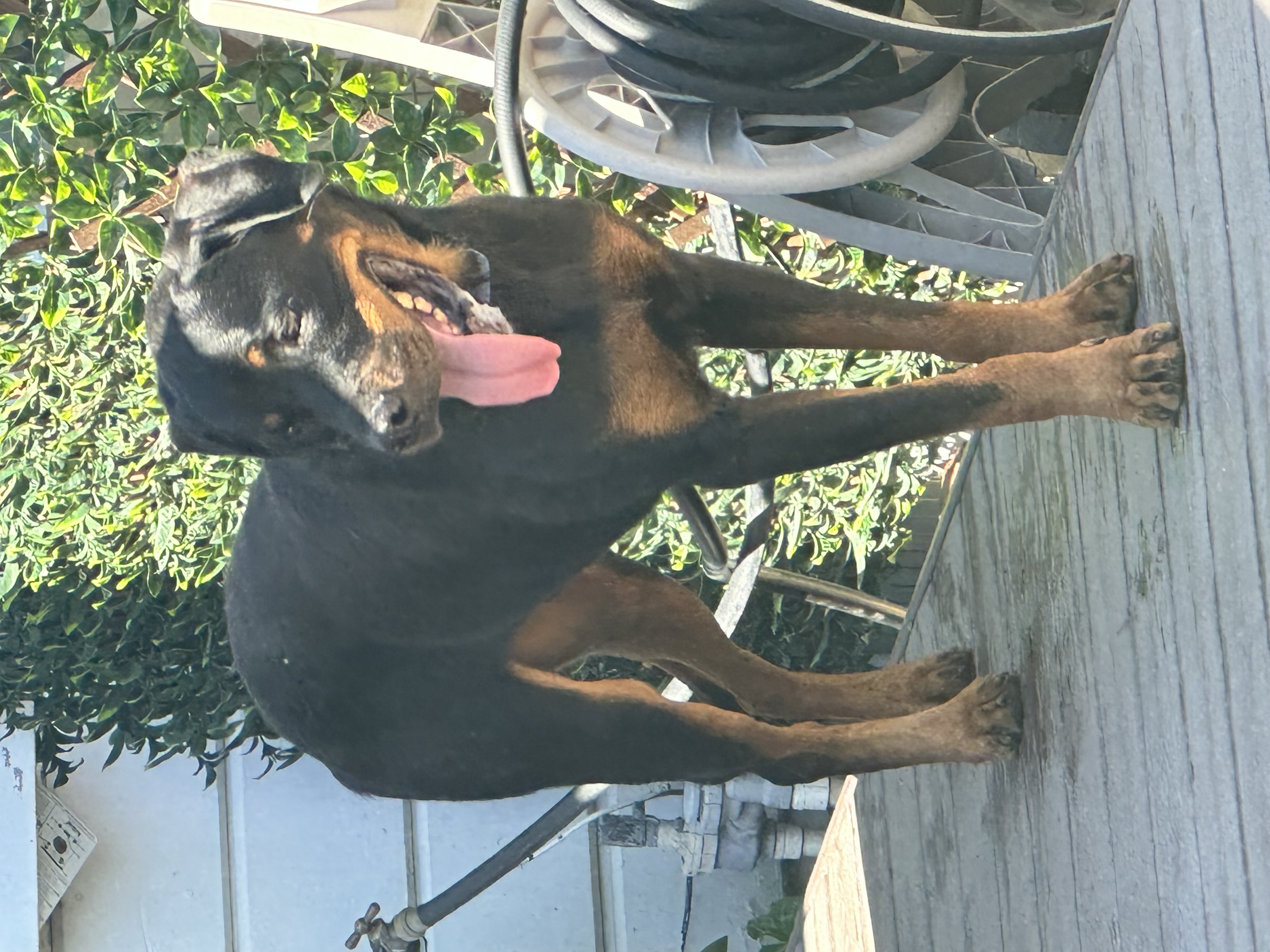 BUGZ, a Adoptable Rottweiler in San Jose, CA image 3/6