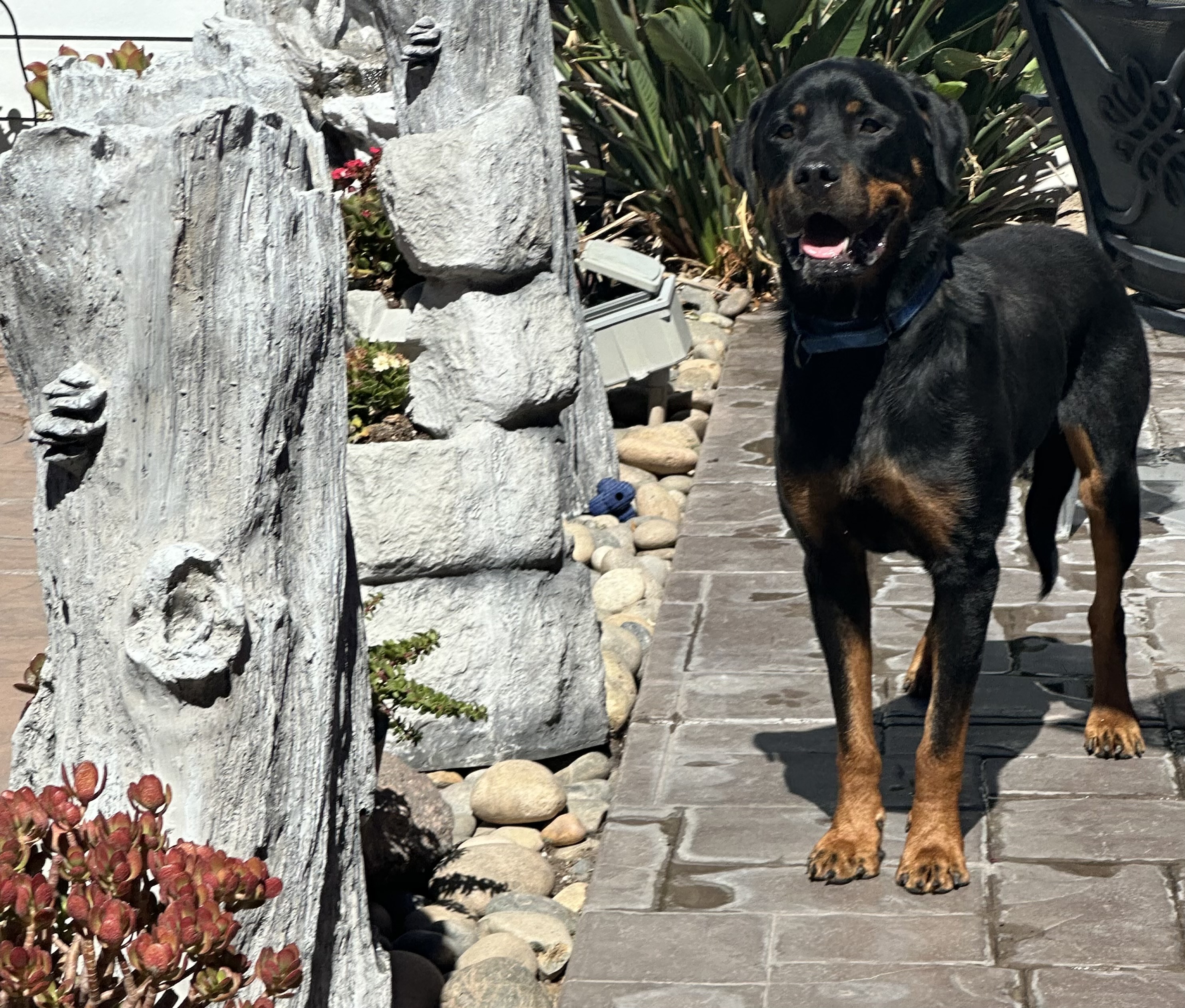 BUGZ, Young Male Rottweiler