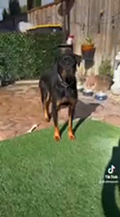 Enlarge BUGZ, a Adoptable Rottweiler in San Jose, CA video 6/6