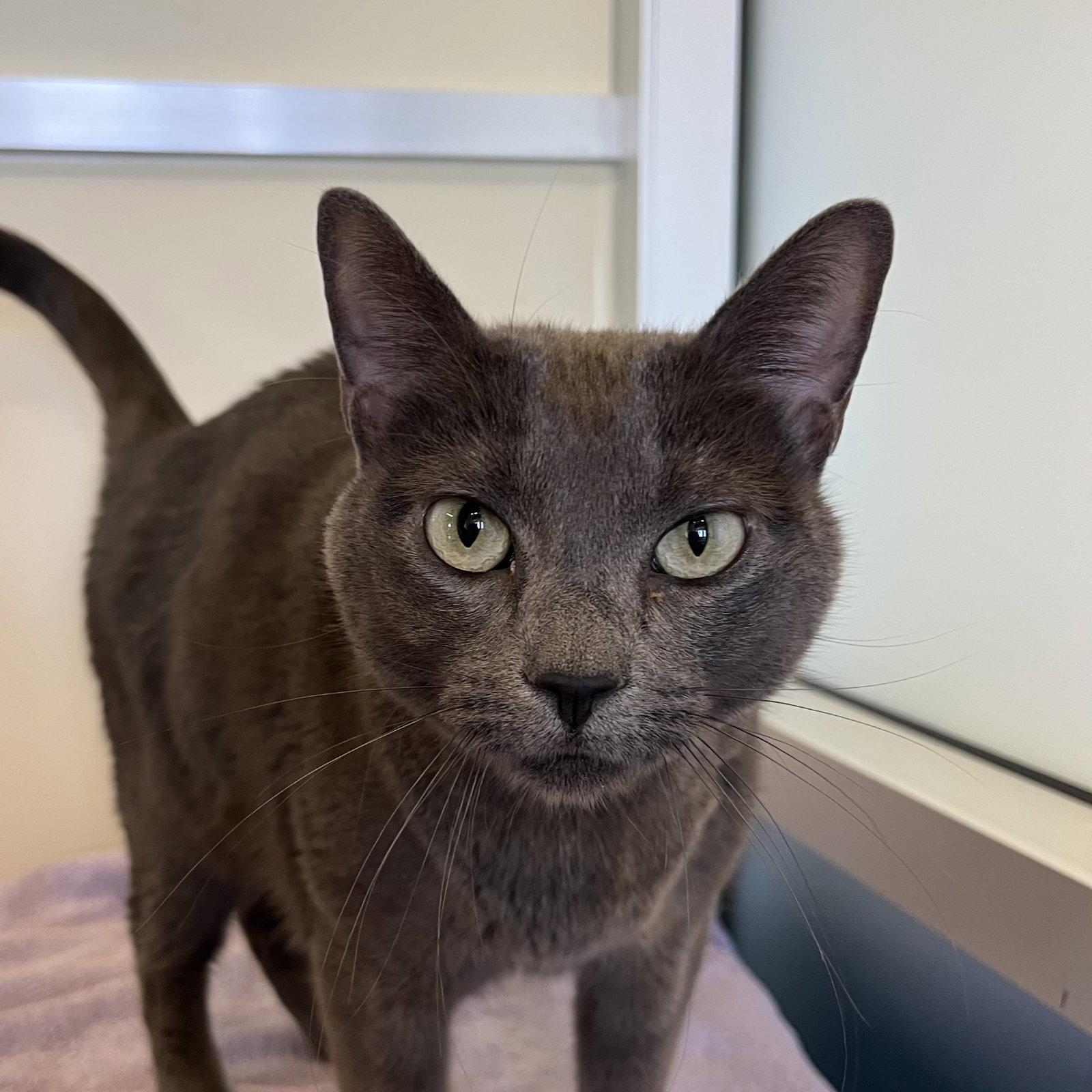 Gracie, Adoptable, Adult Female Domestic Short Hair.